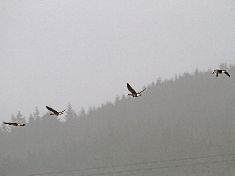 Greenland White-fronted Goose